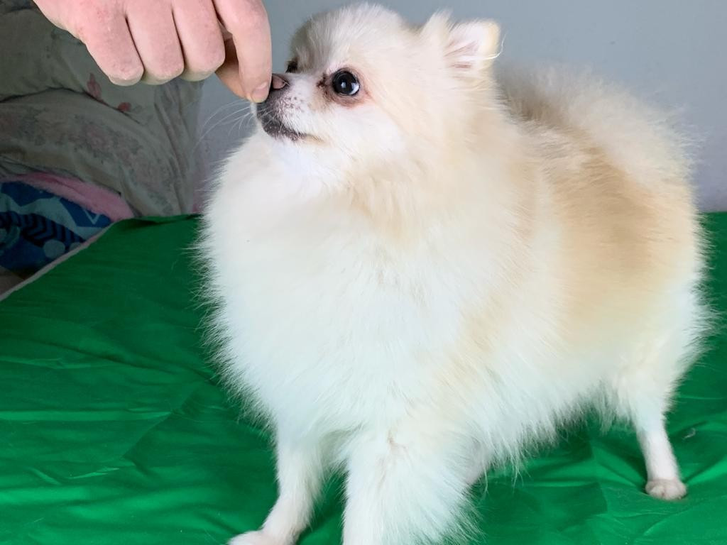 CH. Aline Belka Iachimciuc Von Haus